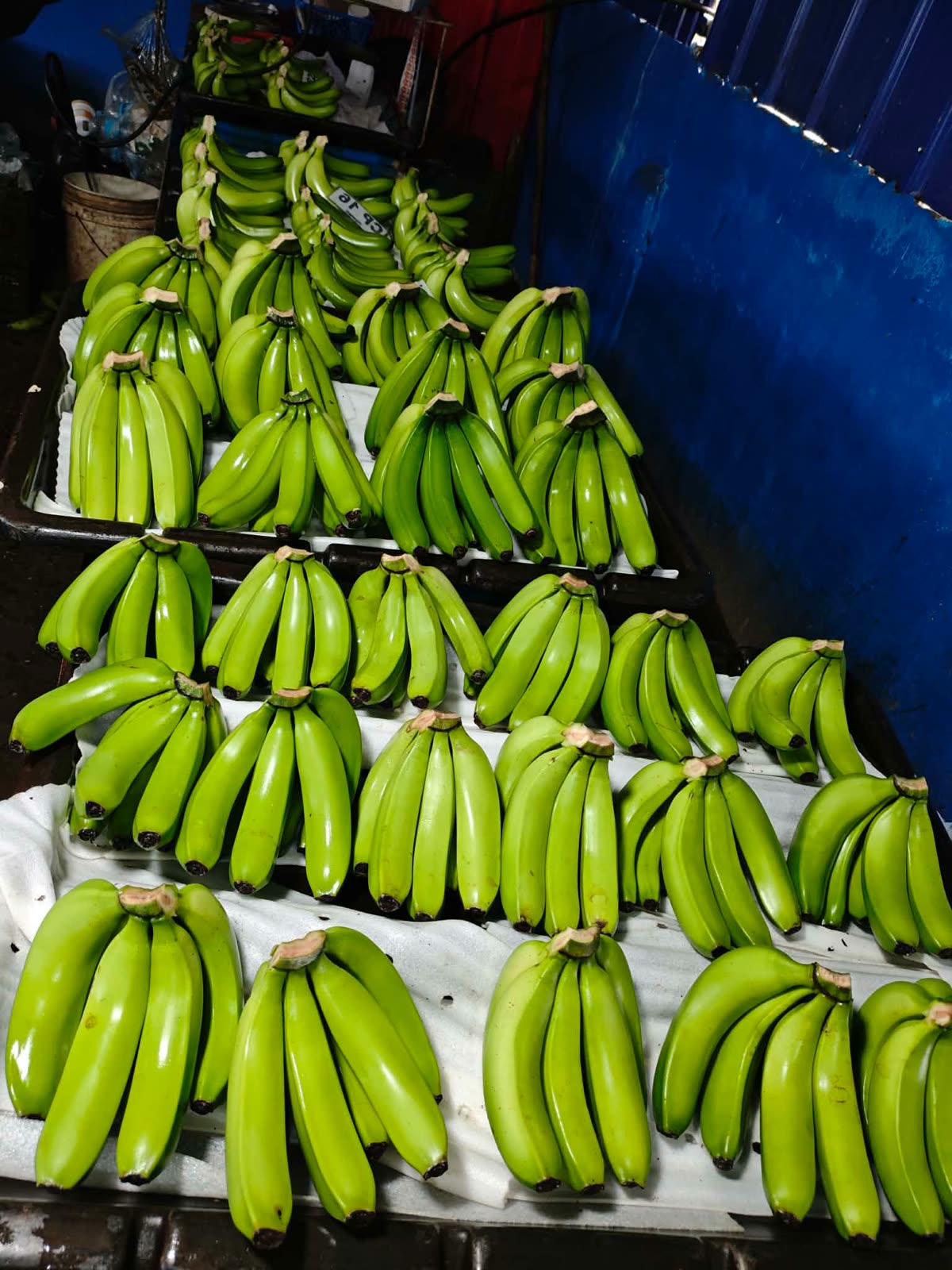 Freshly washed green highland Cavendish cluster bunches arranged on packing trays
