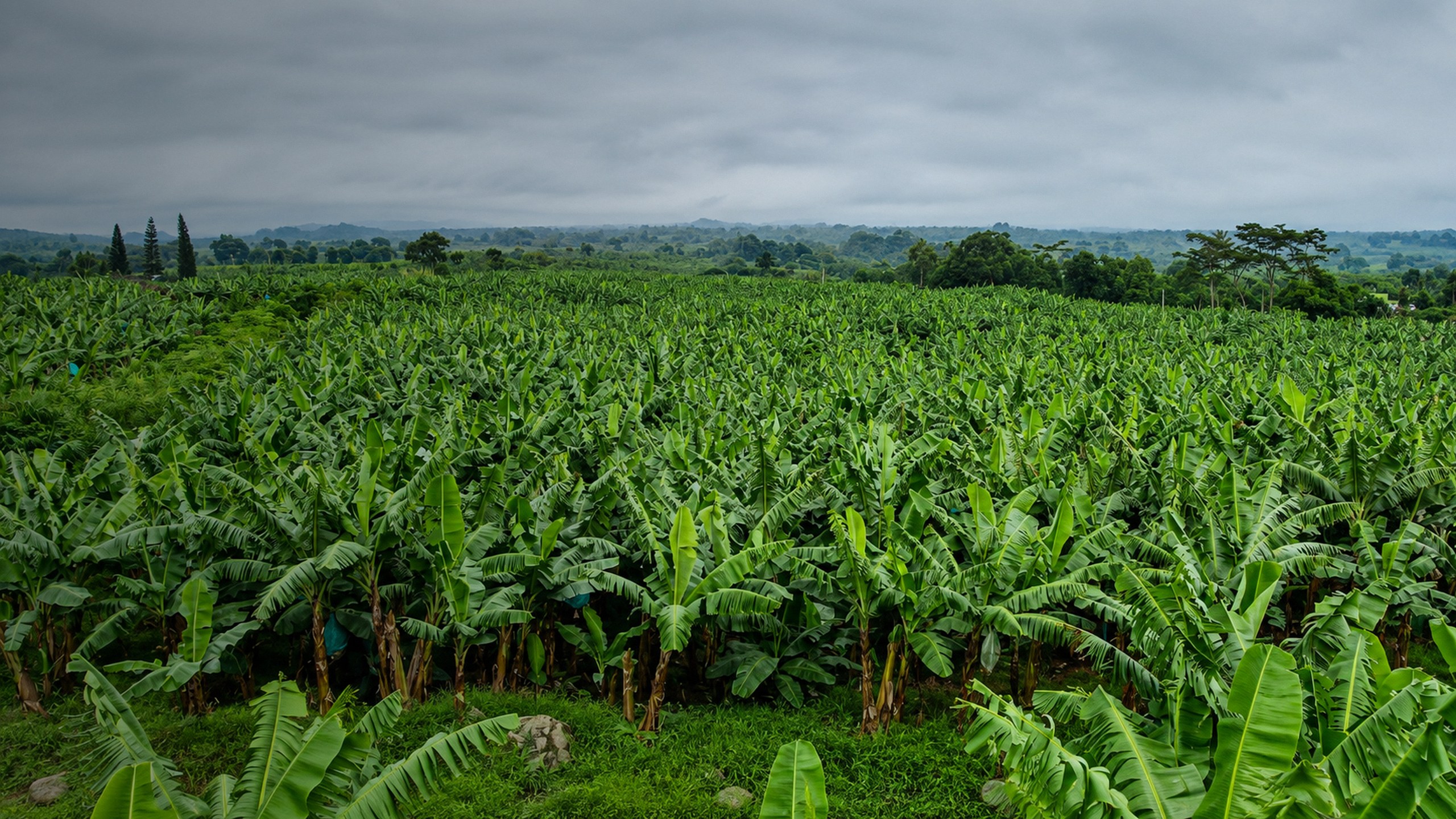 Elevated view over Banexco's highland banana farms toward the mountains of Davao