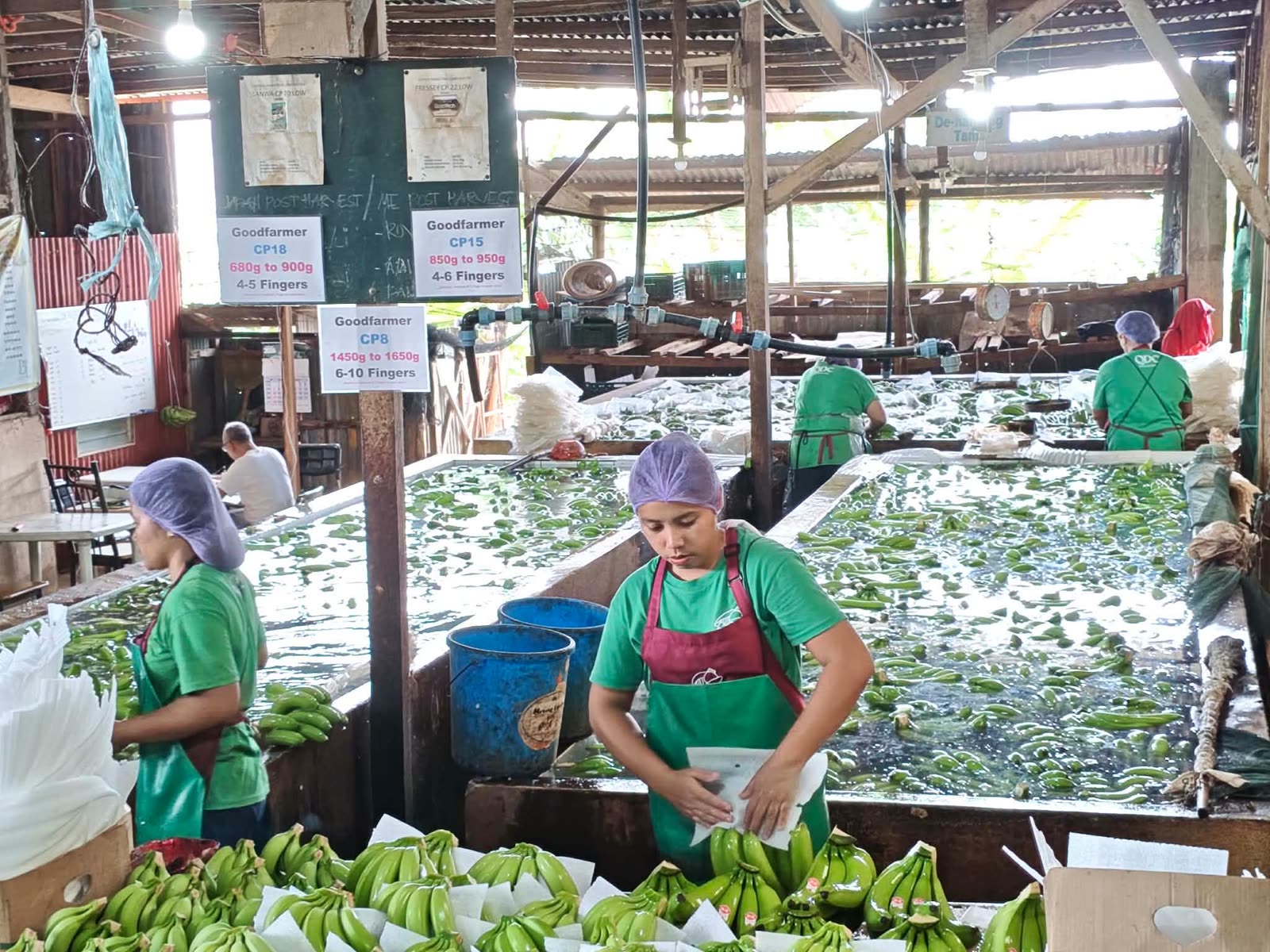 Sorting and packing lines at the packinghouse
